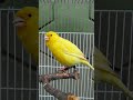 My Canary Singing ( type ) #shorts