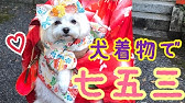 犬 用の 着物 浴衣 の 作り方 Nideru How To Make Kimono Coutume For Dog Youtube 犬 用の 着物 浴衣 の 作り方 Nideru How To Make Kimono Coutume For Dog Youtube