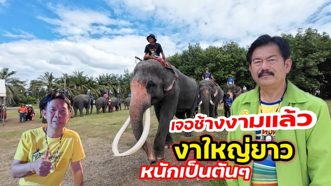 เจอแล้วช้างงาม งาใหญ่ยาวมาก หนักเป็นตันๆ