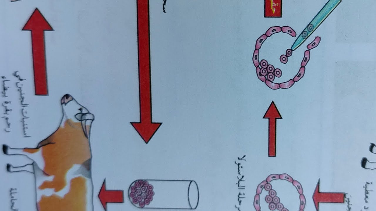 لايك واشترك