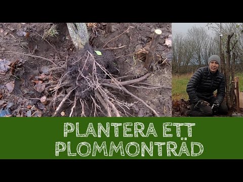 Video: Hur Plommon Lagras Korrekt