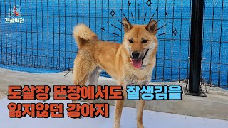 도살장 뜬장에서도 잘생김을 유지하던 강아지를 구조했습니다.