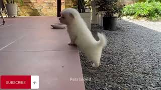 Funny Dogs 2023 | Youtube shorts | beingyou19