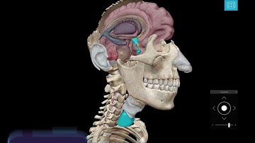 Visible Body | Primary Organs and Hormones of the Endocrine System