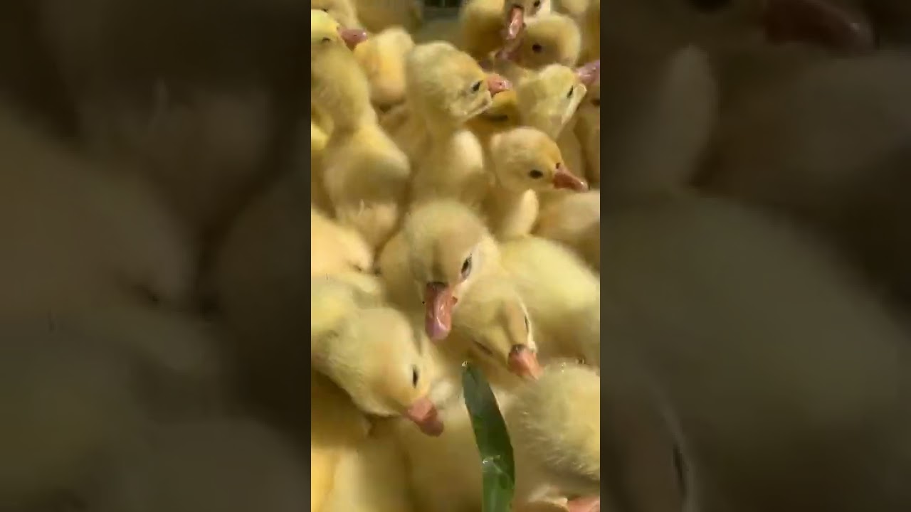 Goose and Duck in my house  