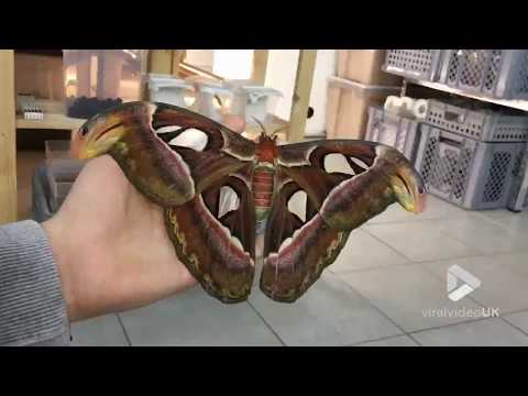 The biggest moth