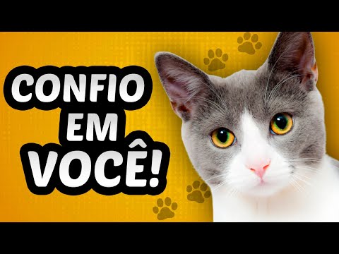 Vídeo: 5 Dicas Para Fazer Seu Gato Amá-lo Mais