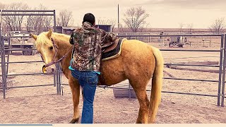Horse Training FIRST RIDE| and why we buy so many HORSES