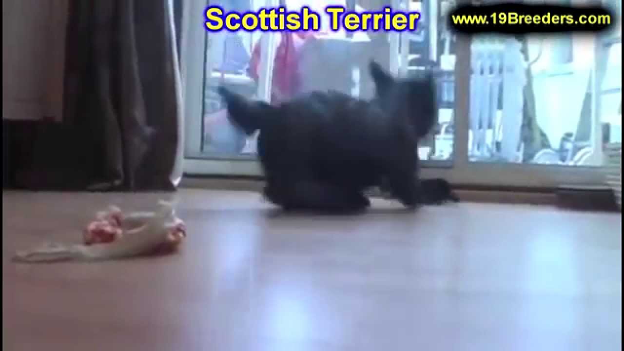 Scottish Terrier, Puppies, Dogs, For Sale, In Las Cruces ...