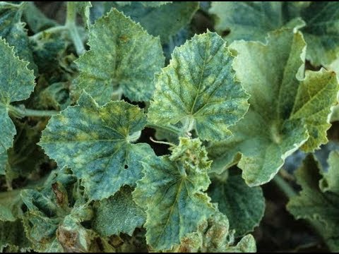 Vidéo: Ravageurs Et Maladies De La Citrouille, De La Courgette, De La Courge