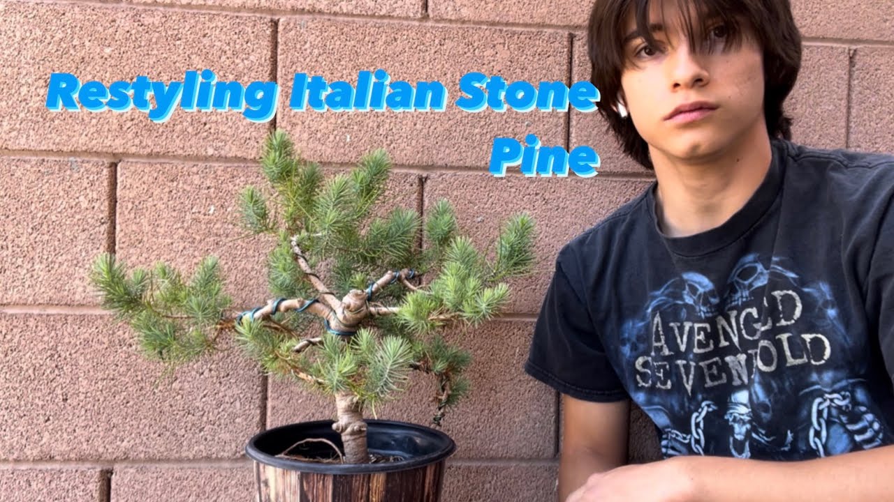 Giving an Italian Stone Pine a Restyling JboosPlants_Bonsai plant 