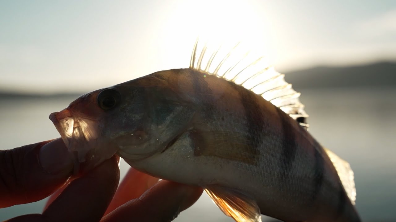 Grande Slam sul Lago di Montedoglio (Herakles)