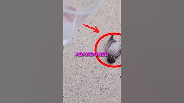 RESCUING BABY BIRD! #animalrescue