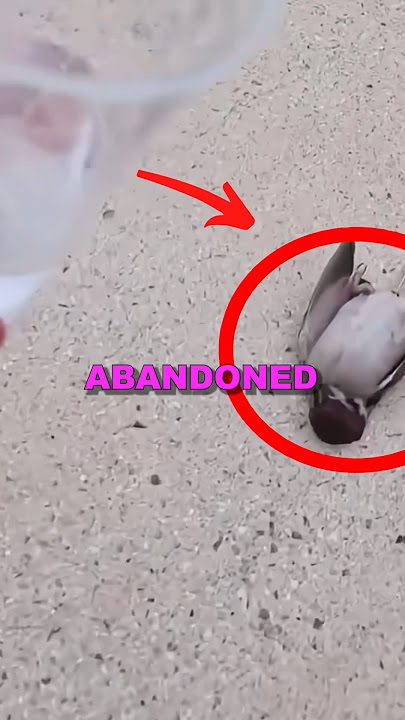 RESCUING BABY BIRD! #animalrescue