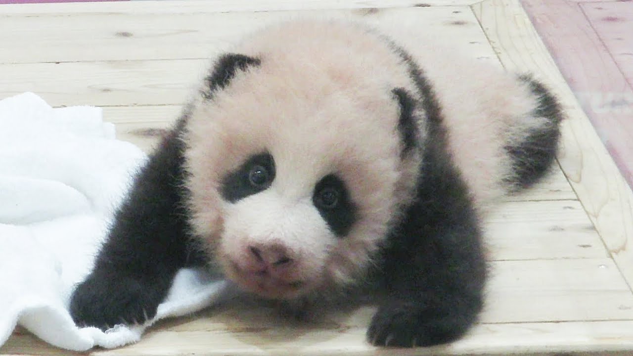 アドベンチャーワールド こっちみた 激可愛な瞬間 可愛い赤ちゃんパンダ いったんお母さんの元に帰って またキター 結浜 Youtube