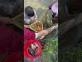 أسماك حية طازجة تم صيدها وبيعها
