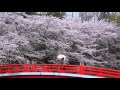 奈良の桜 2015年