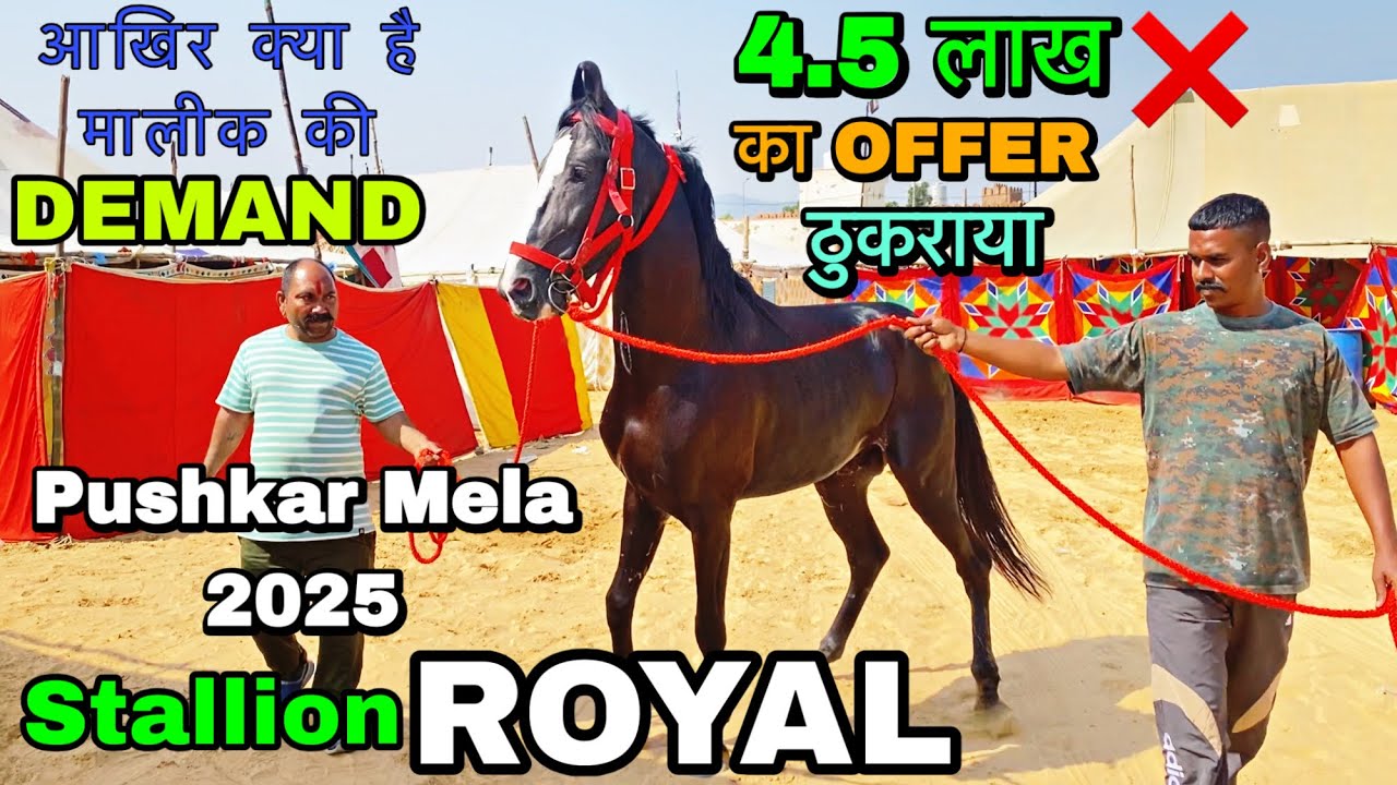 ₹4.5 लाख का ऑफर REJECT! Pushkar Mela 2025 में MP के 'रॉयल' घोड़े की असली कीमत क्या है? 