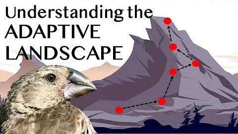 Understanding the Adaptive Landscape