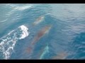 Sailing with dolphins - яхтинг с дельфинами