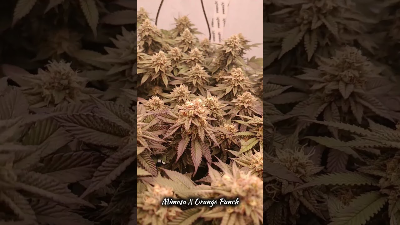 Mimosa X Orange Punch Scrog