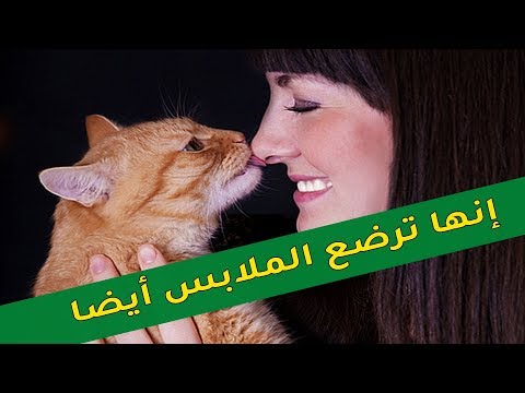 فيديو: هل قطتك ترضع كشخص بالغ؟