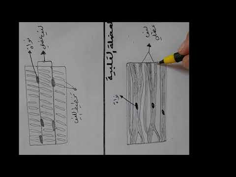 رسم انواع العضلات..الهيكلية+القلبية+الملساء+خلايا الدم في الانسان