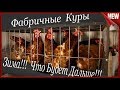 Куры.Осень.Урожай 2018 !!!  Итоги фабричных кур и Дальнейшая судьба!!!