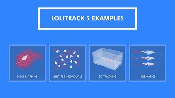 Video tracking data output examples from LoliTrack 5