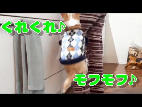 朝からムギママにご一緒しておこぼれを催促する食いしん坊チワワ（スムチー、スムースコートチワワ）
