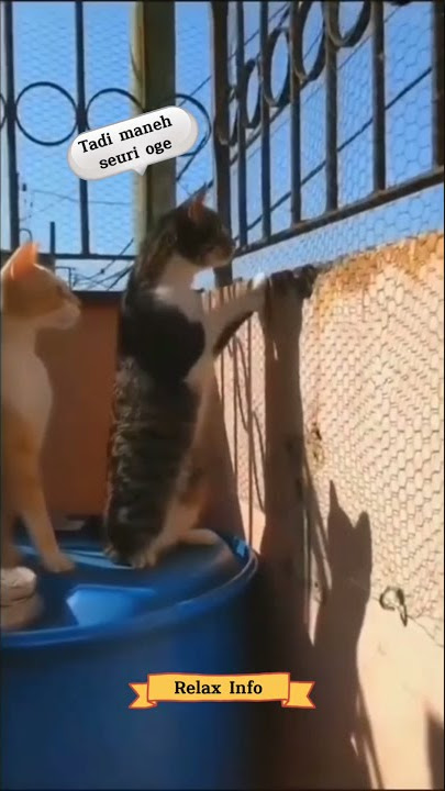 Kucing Ngomong Bahasa Sunda | STORY WA 30 Detik #Shorts #StorywaKucingLucu