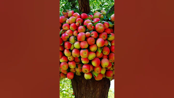 The best technique of planting and propagating apple trees by shoot #apple #short #grafting