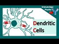 Dendritic cells : The professional antigen presenter