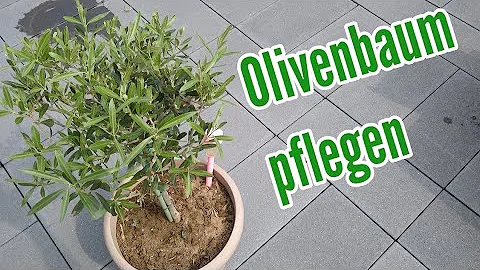 Welche Bedingungen braucht ein Olivenbaum?