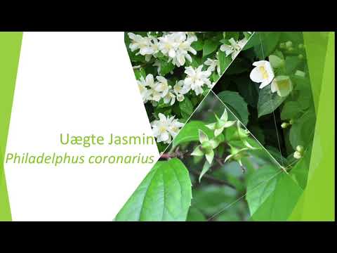 Video: Jasmine (49 Bilder): Hvordan Ser En Busk Ut? Hvordan Transplantere En Blomst? Holblomstrede Og Flerblomstrede Busker, Typer Jasmin