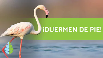 ¿Qué animales duermen de pie?