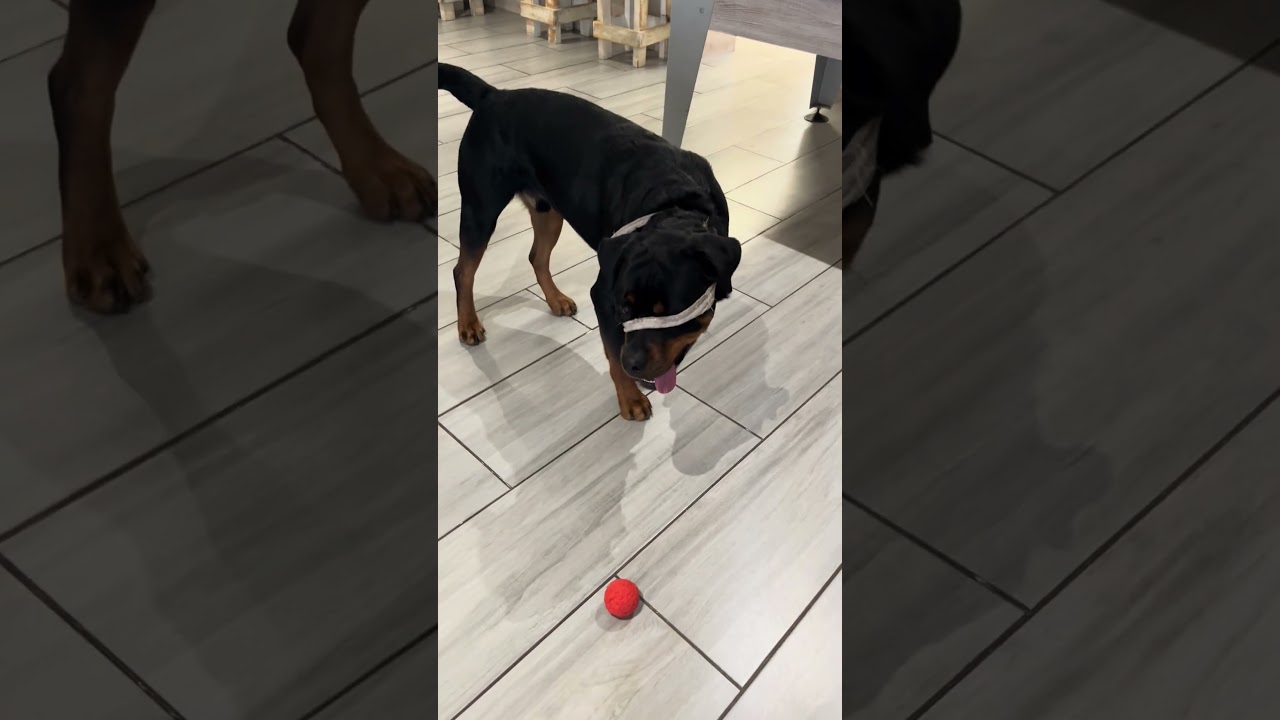 Visious Rottweiler called Maxi Boy