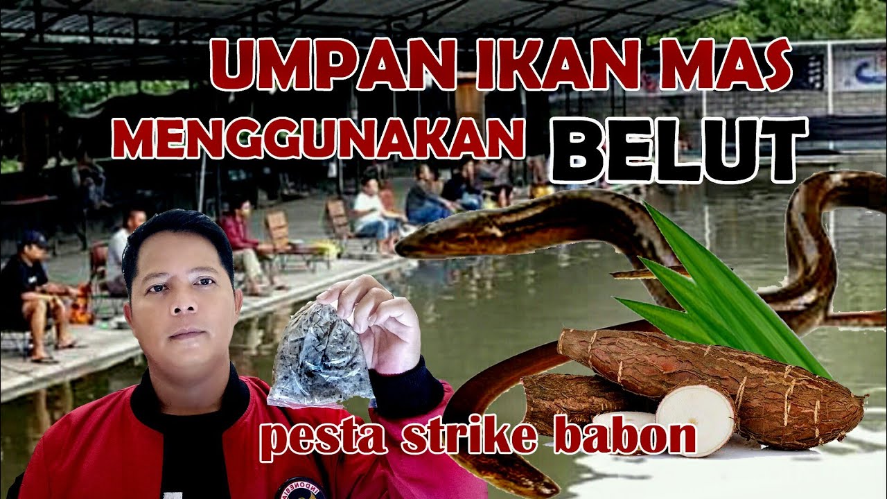 UMPAN IKAN MAS PAKAI BELUT AUTO JUARA