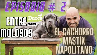 El Cachorro Mastín Napolitano  Entre Molosos