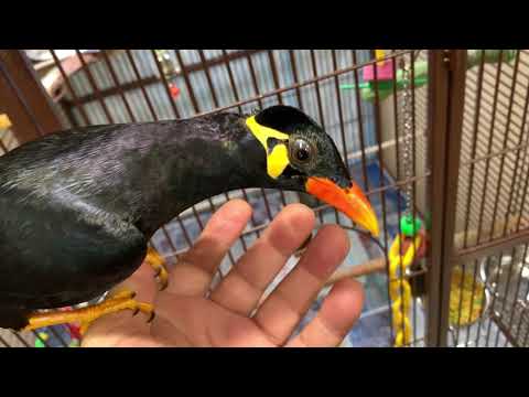 تم حبس صوفيا وزيكو بالقفص بسبب زينة اعياد الميلاد