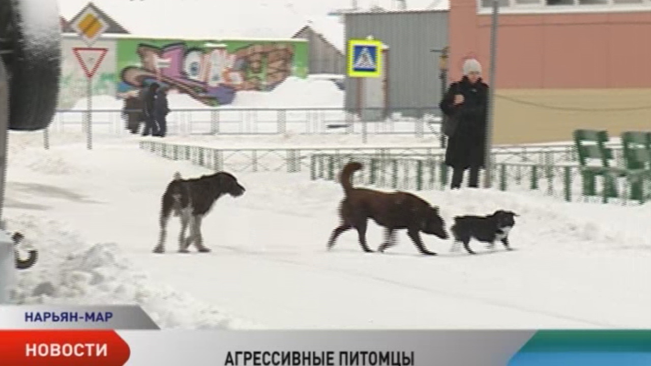 Собак где сейчас. Питомник бродячих собак в Нарьян Маре.