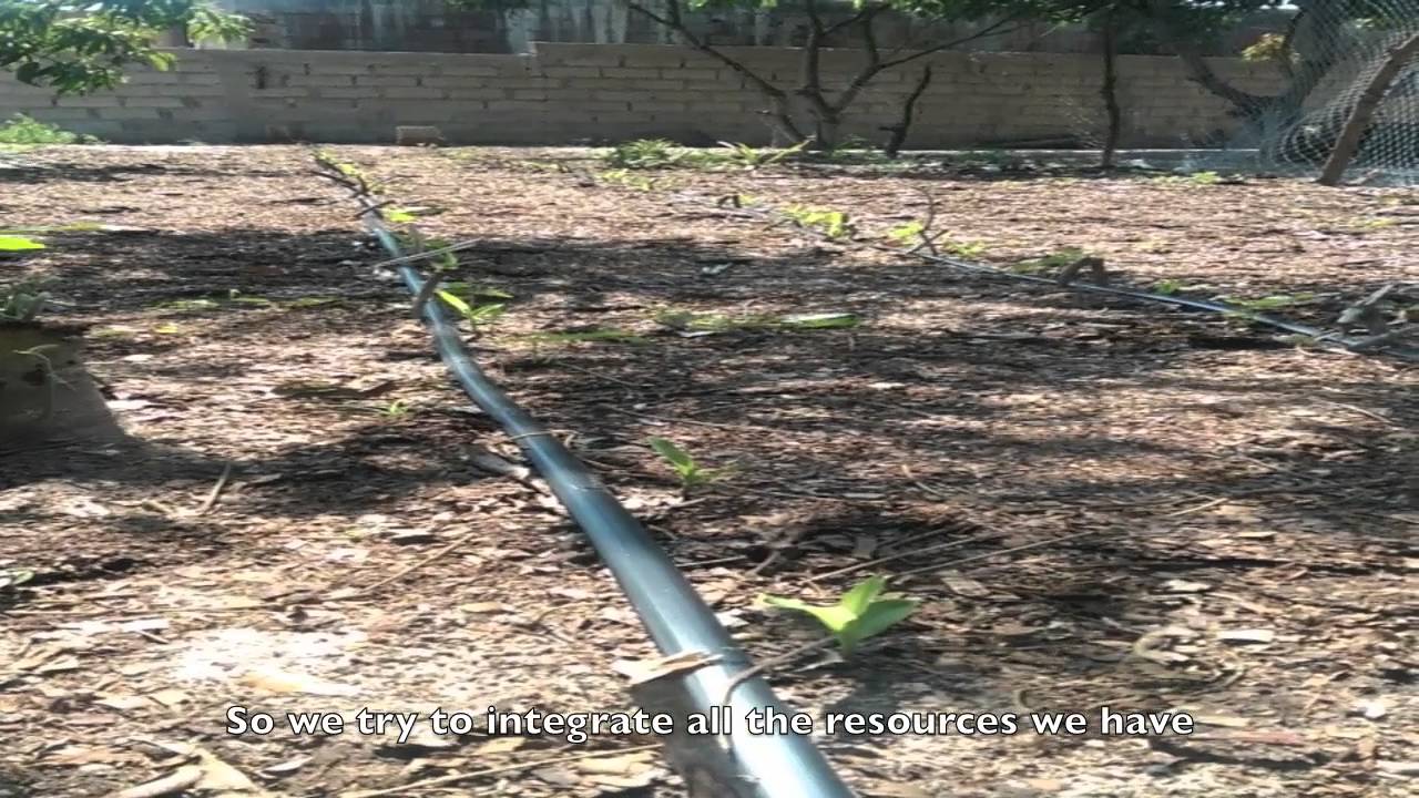 Irrigação gotejamento Drip irrigation system AFRICA YouTube