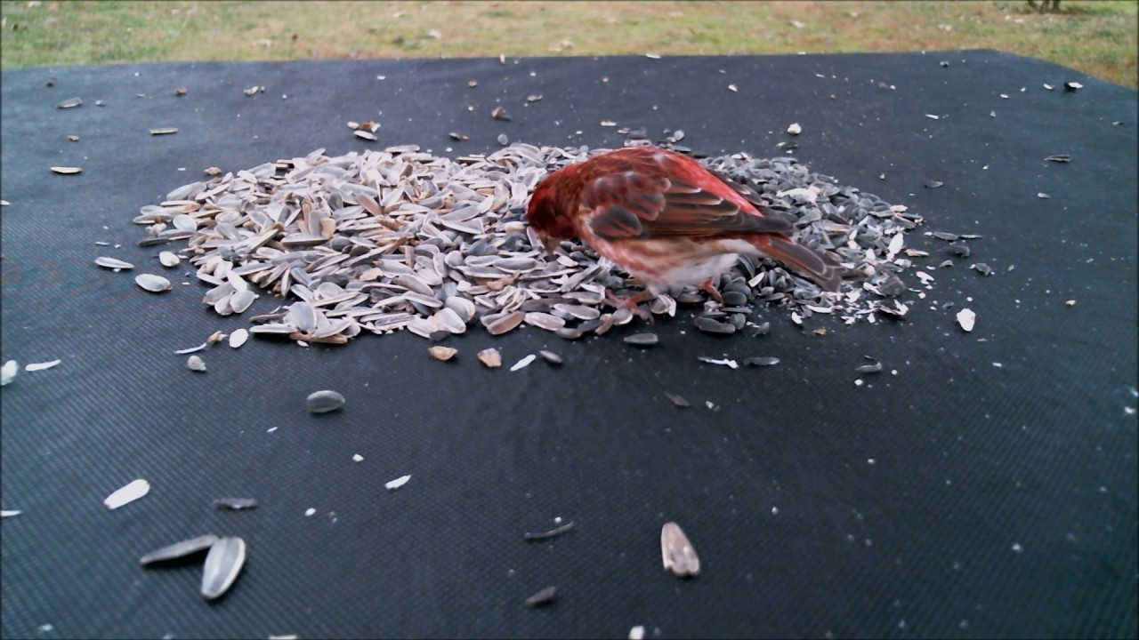 2 Cardinals And Purple Finch HD 