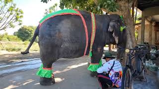 ช้าง 8 เชือก หน้าร้าน#พังป๋องแป๋ง @pongpang@Family-rw2bx