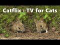 Cat tv  mouse  birds fun  8 hours of catflix 