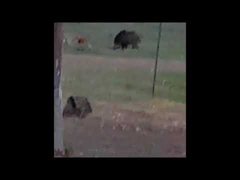 Mata a un jabalí, desde su casa, tirando con silenciador