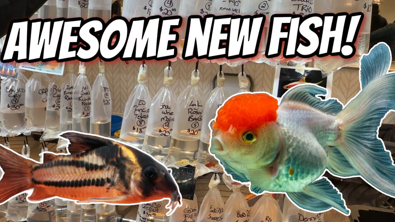 Я нашла кучу потрясающих новых редких рыб на выставке-ярмарке живородящих рыб Чикагского общества...