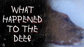 OP Finds A Deer | Scary Greentext