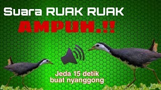 # Pikat suara burung ruak-ruak (2), jeda 15 detik buat nyanggong