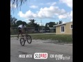 Young Bull 